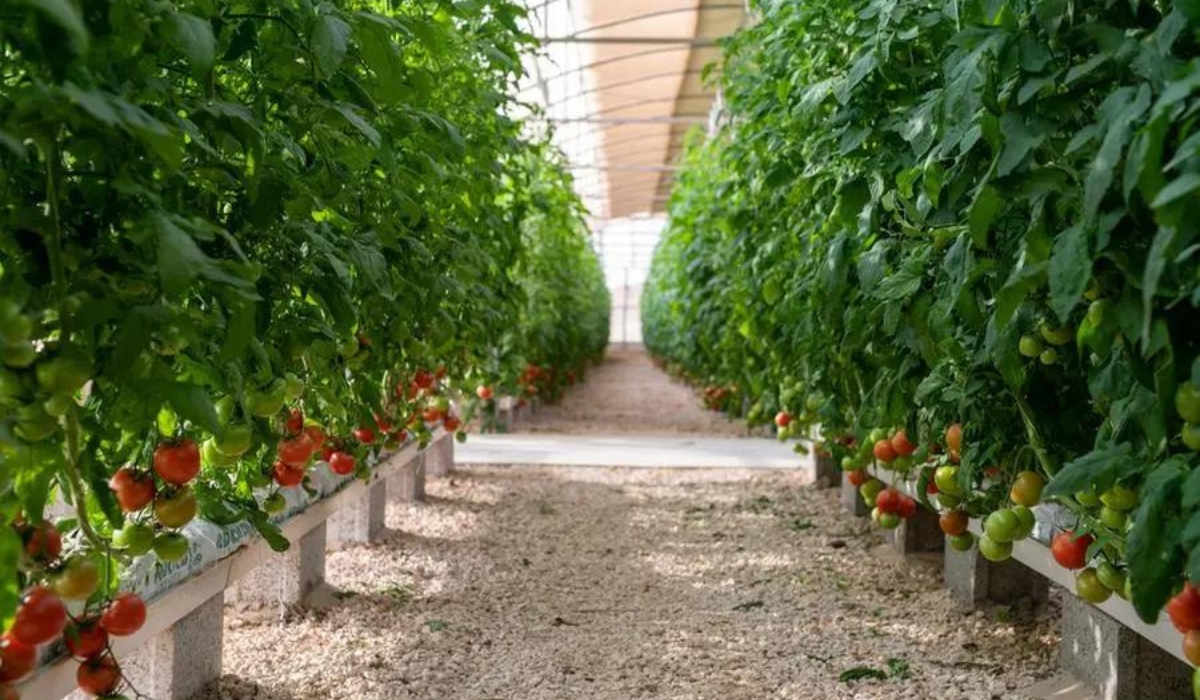 Ministry initiates a project to enhance Protected farms and climate smart Agriculture